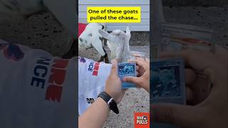 🐐 This Semifinal Had the Chase Hiding