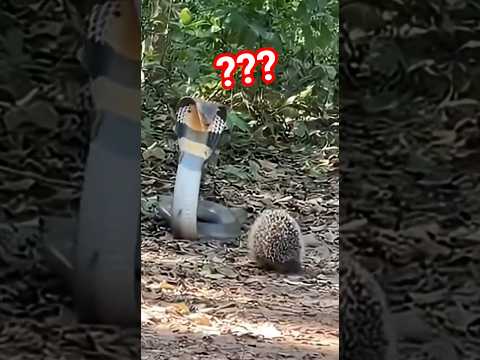 Cobra rei se deu mal #shorts