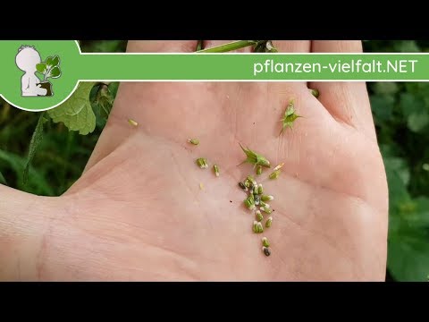 Gefleckte Taubnessel - Früchte/Samen - 01.05.18 (Lamium maculatum) - Essbare Wildpflanzen bestimmen