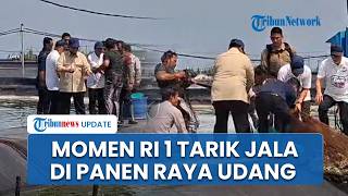 Prabowo Turun Langsung Tarik Jala Udang saat Panen Raya di Tambak Modern BUBK Kebumen Jawa Tengah