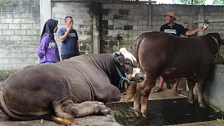 Download lagu SON SON'S GROWTH IS CRAZY, Pedet Wins 1st Place in the 2025 APPSI Boyolali Cattle Contest‼️ mp3