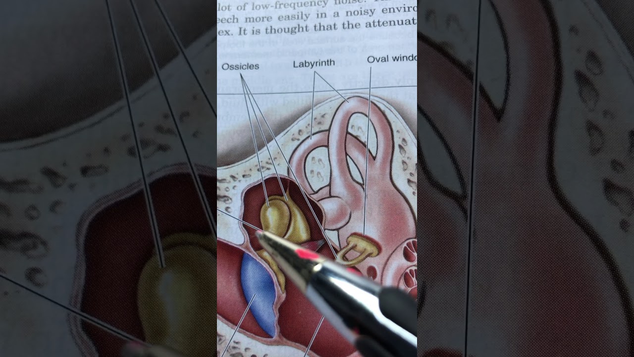 Watch video 83. Réflexe d'atténuation 83. Réflexe d'atténuation