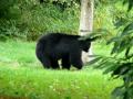 Black Bear Warning