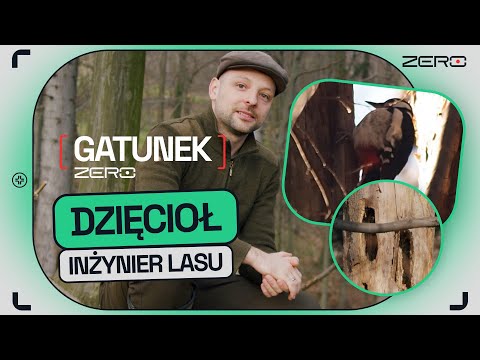 CZY DZIĘCIOŁ NAPRAWDĘ LECZY DRZEWA I DLACZEGO NIE ROZBIJA SOBIE MÓZGU | GATUNEK ZERO #5
