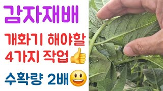 감자???? 개화기 해야할 4가지 작업???? 수확량 2배???? 