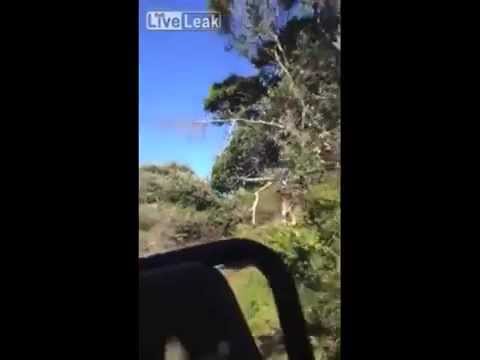 Jirafa ataca al estilo Parque Jurásico