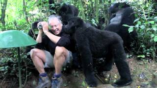 Touched by a Wild Mountain Gorilla (short)