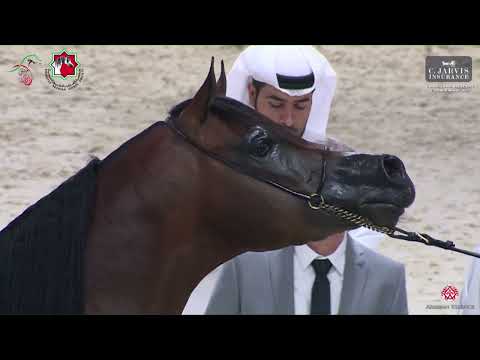 N.317 AHM MOTGATRES - Emirates AH Breeders Championship 2023 - Stallions 4+ Years Old Section A ...