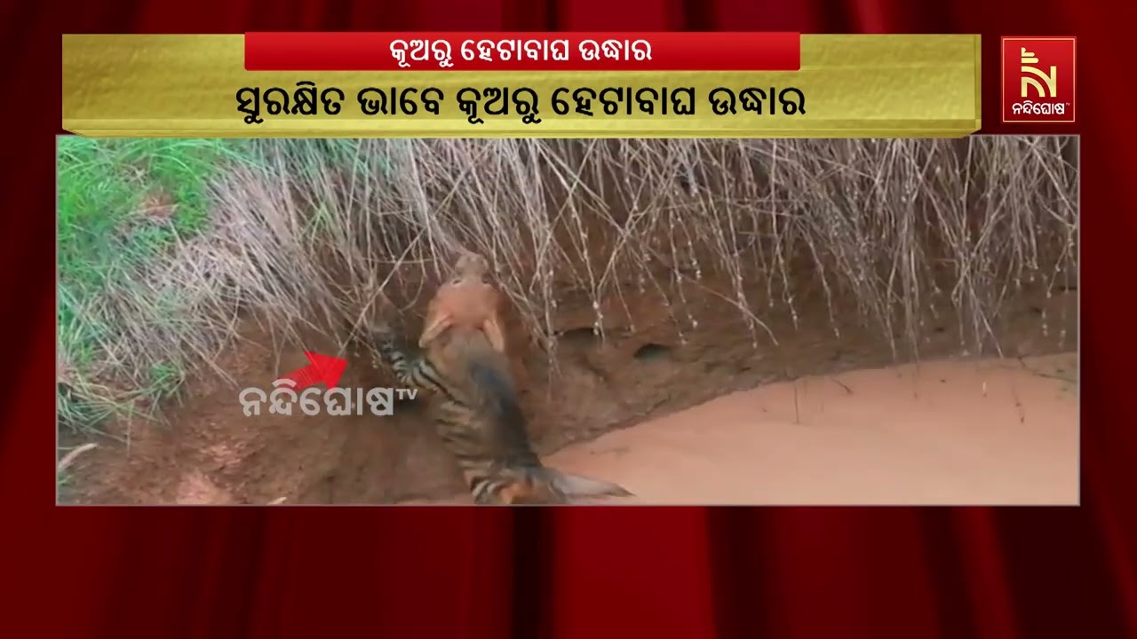 ରାଇଘର ବୋବେଇ ଗାଁରେ ଥିବା ଏକ କୂଅରେ ପଡିଥିବା ଦୁଇ ହେଟାବାଘ ?