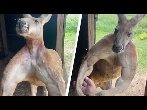 Scary Kangaroo Attack on Humans