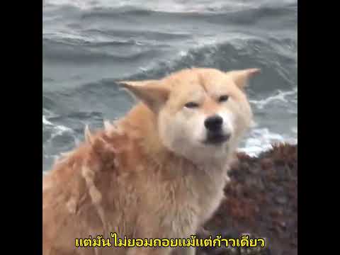 หมารอบนโขดหิน 365 วัน ความจริงทำน้ำตาไหล