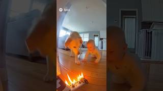 Dog taught baby about the dangers of fire #dog #baby #animals #shorts #fyp #ai