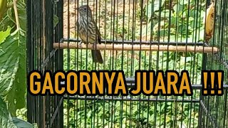 Download lagu CUCAK RAWIS GACOR PAGI HARI mp3 Download lagu CUCAK RAWIS GACOR PAGI HARI mp3