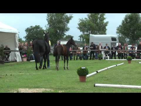 Sudweyher Fohlenschau 2013 - Kat.-Nr. 06