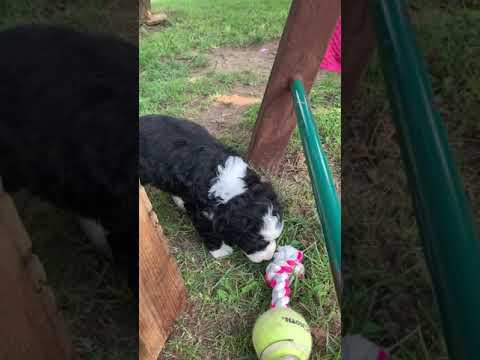 Violet is a sweet little bernedoodle puppy