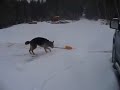 Gangster The German Shepherd Loves To Shovel Snow
