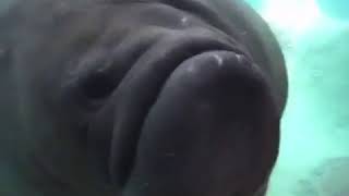 Dumb elephant seal