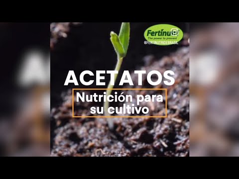 𝗔𝗰𝗲𝘁𝗮𝘁𝗼𝘀