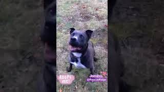 Video preview image #1 American Pit Bull Terrier Puppy For Sale in Spring Lake, NJ, USA