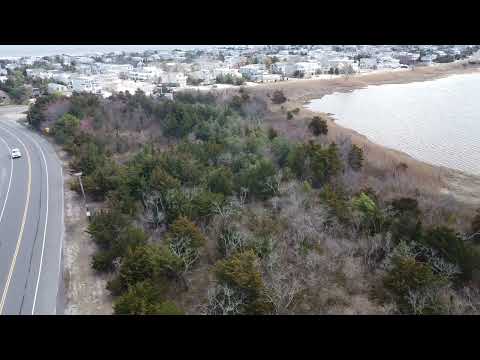 Coyotes Disrupting Beach Community in Long Beach Island, NJ