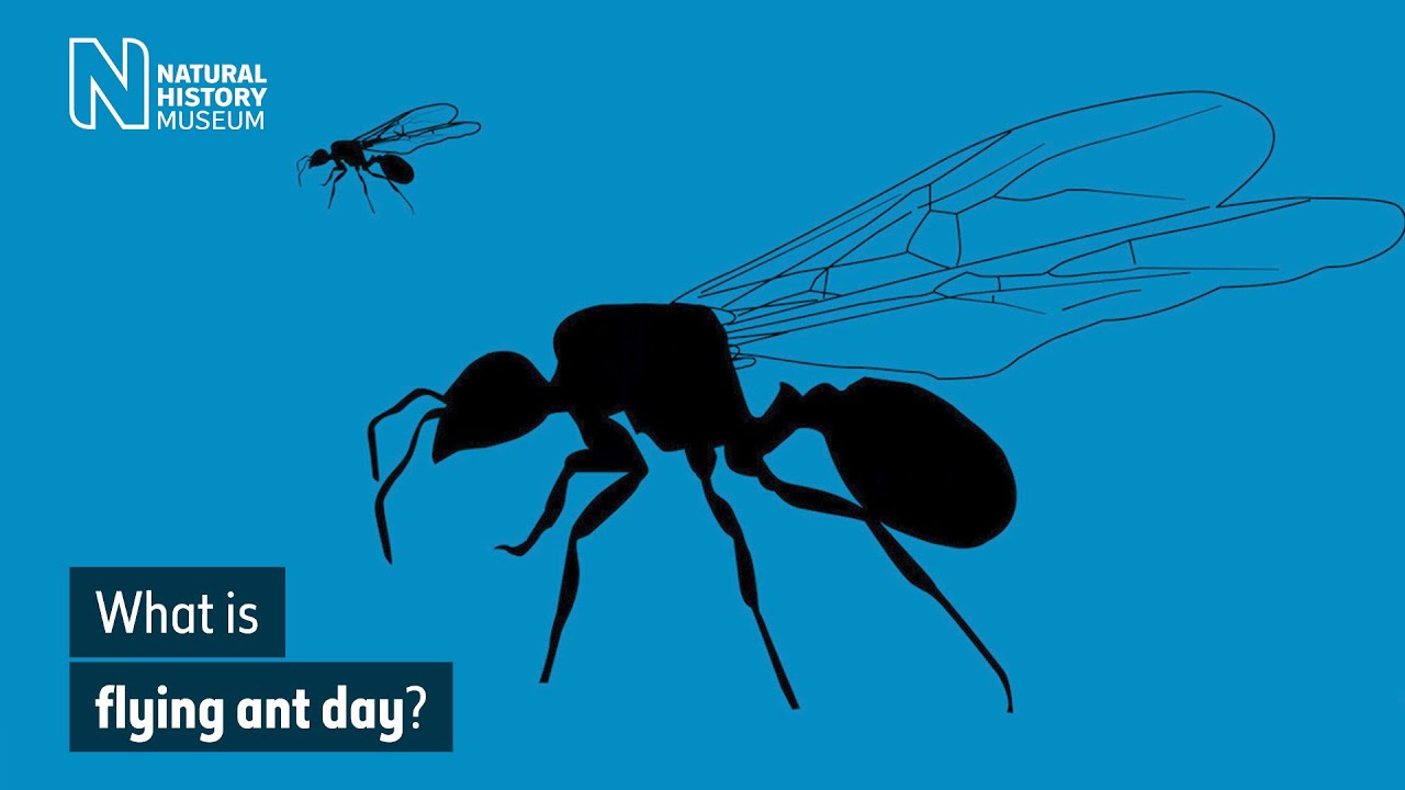 What is flying ant day? | Natural History Museum - YouTube