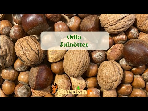 Odla julnötter - Trädgårdshacks med GardenR