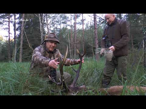 Der Moorhirsch fällt im Knall - Jagd zur Hirschbrunft in Polen / Pommern
