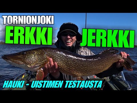 HAUKIJERKKI - TORNIONJOKI ERKKIJERKIn testikaloja by River Ranger ( Isoin kala 11.4 kiloinen hauki )