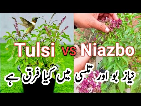 Tulsi Vs. Niazbo Plant: What's The Difference? |Tulsi Niazbo plant 🌹👌