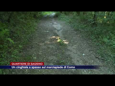 Etg - Cinghiale passeggia per le strade di Sagnino