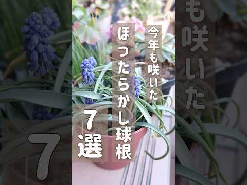 ロックガーデンで育てるべき低木と多年草はどれですか?目を惹く10種！  庭園