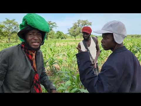 Dianka - In the field with big brother