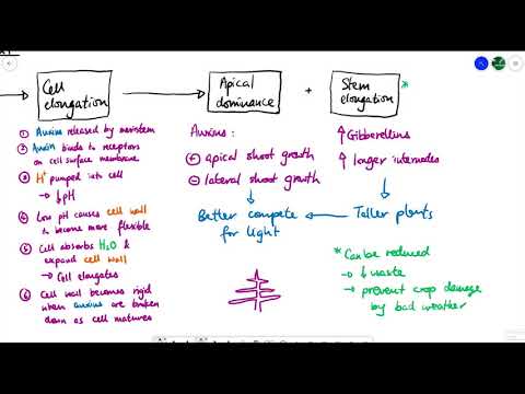 A2 Biology - Plant growth and development (OCR A Chapter 16.1)