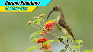 Download lagu Suara Burung Pijantung Di Alam Liar || Cocok untuk Masteran mp3 Download lagu Suara Burung Pijantung Di Alam Liar || Cocok untuk Masteran mp3