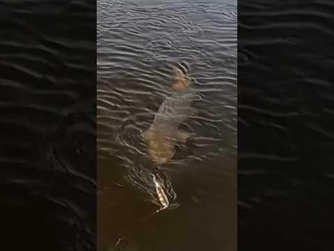 This Musky is a MONSTER 👀