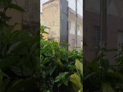 Chuva em Baixio Ceará nessa tarde 24/04/2026