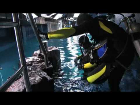 Diving in Dubai Mall