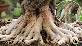 Download lagu ROOT PROGRAM FROM BONSAI DOCTOR (DAVID ADJI) mp3 Download lagu ROOT PROGRAM FROM BONSAI DOCTOR (DAVID ADJI) mp3