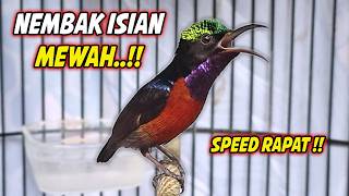 Download lagu MASTERAN KOLIBRI NINJA GACOR FULL ISIAN MEWAH !! PANCINGAN KONIN BAHAN TEMBAKAN SULTAN mp3