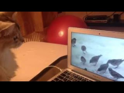 Cat Powered Quiche Making Machine - Cat Animation - A Bit Like Simons Cat