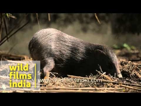 Pygmy hog (Porcula salvania) - tiniest pig in the world!