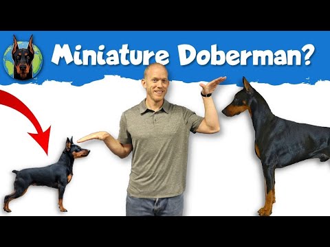 Miniature Pinscher vs. Doberman Pinscher: When It’s Time to Go Small