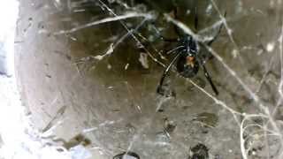 preview picture of video 'Western Black Widow Spiders in the bike tunnels of Phoenix'