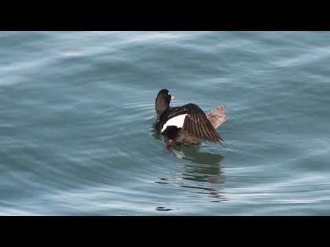 Velvet Scoter