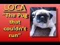 Loca the Pug singing......'The pug that couldn't r...