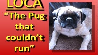 Loca the Pug singing......'The pug that couldn't run'