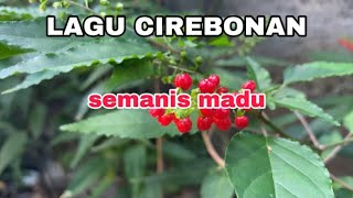 Download lagu Cirebon song as sweet as honey mp3 Download lagu Cirebon song as sweet as honey mp3
