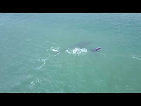 Zuma Beach Whale Caught on Camera