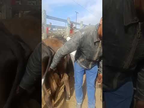 FEIRA DE BEZERROS E BEZERRAS EM CAPOEIRAS-PE #gado #pecuarista #feiradegado #youtubeviral #agro