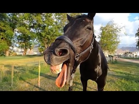 Le numéro de cheval le plus drôle du monde ! Vidéos de chevaux mignons et drôles